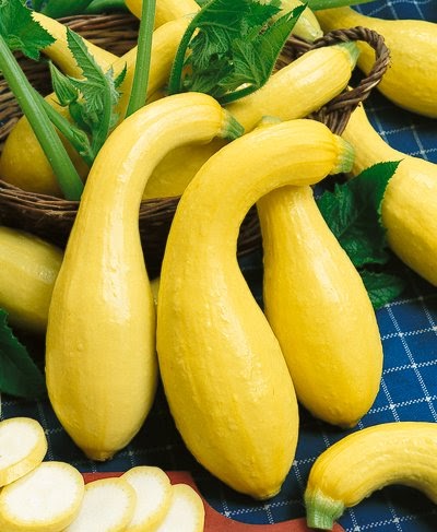 Courgette Yellow Crookneck